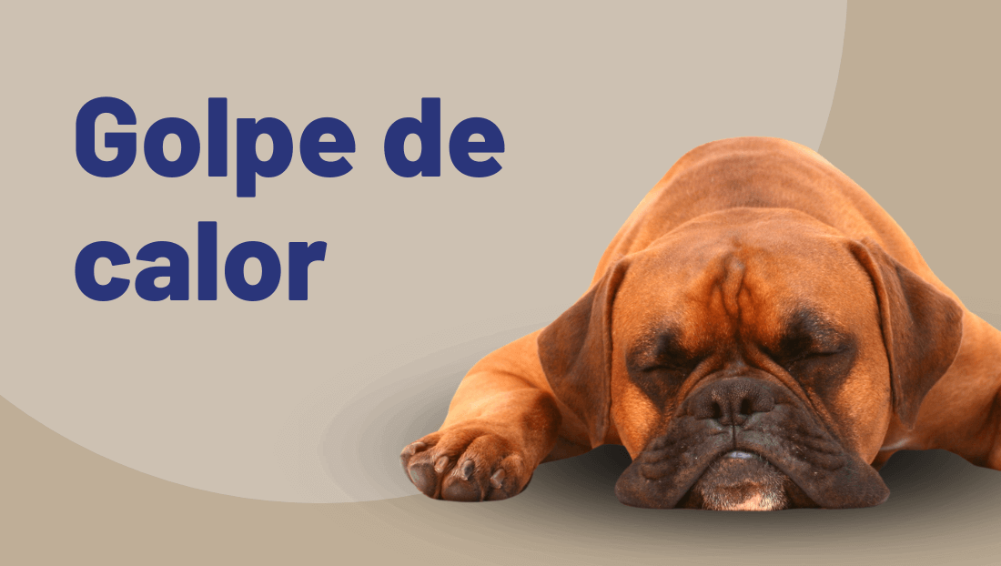 Post del blog de veterinari del clinic síntomas de un golpe de calor