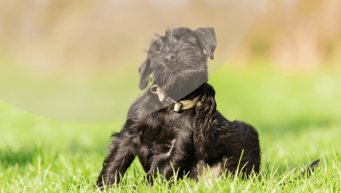 Leishmania en Barcelona imagen perro post Veterinari Del Clinic