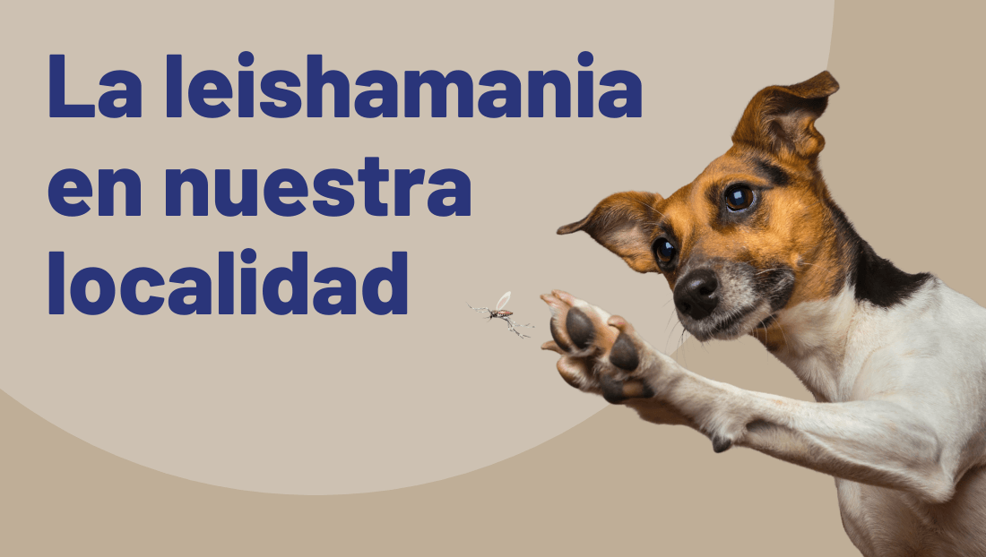 Leishmania en Barcelona post blog veterinary del clinic